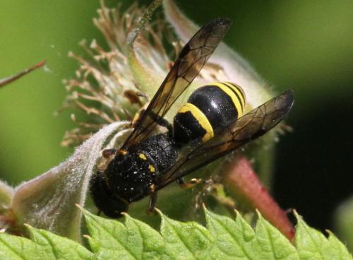 Réf. 205 217 : Ancistrocerus trifasciatus trifasciatus